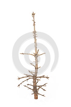 Bare pine tree