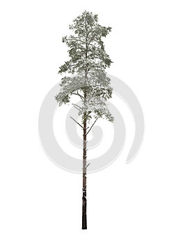 Bare pine-tree isolated over white