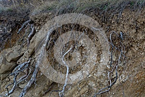 Bare pine tree roots growing at the cliff
