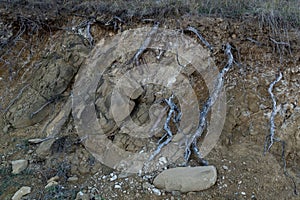 Bare pine tree roots growing at the cliff