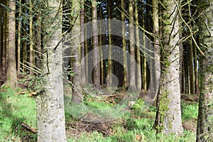 Bare pine tree trunks shadows forest
