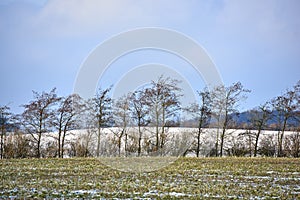 Bare pine trees and ground covered in snow during cold weather in the beautiful countryside. Landscape view of planted