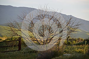 Bare plant at Wind Wolves Preserve.