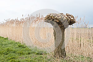 Bare pollard willow against a background of reeds photo