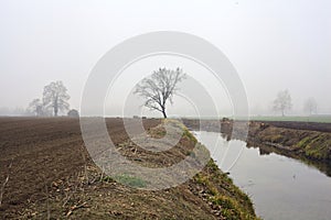 Bare poplar by the shore of a creek with its reflection casted in the water on a foggy day in winter