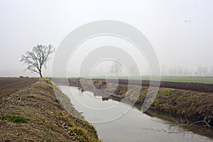 Bare poplar by the shore of a creek with its reflection casted in the water on a foggy day in winter