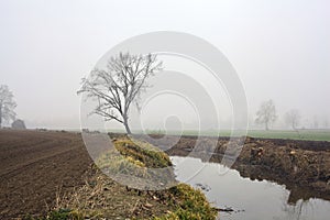 Bare poplar by the shore of a creek with its reflection casted in the water on a foggy day in winter