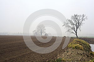 Bare poplar by the shore of a creek with its reflection casted in the water on a foggy day in winter