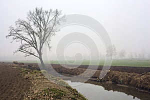 Bare poplar by the shore of a creek with its reflection casted in the water on a foggy day in winter