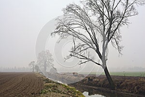 Bare poplar by the shore of a creek with its reflection casted in the water on a foggy day in winter