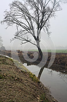 Bare poplar by the shore of a creek with its reflection casted in the water on a foggy day in winter