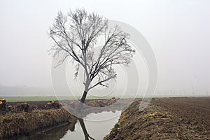 Bare poplar by the shore of a creek with its reflection casted in the water on a foggy day in winter