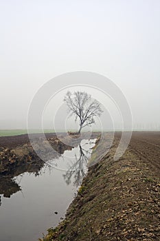 Bare poplar by the shore of a creek with its reflection casted in the water on a foggy day in winter