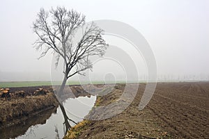 Bare poplar by the shore of a creek with its reflection casted in the water on a foggy day in winter