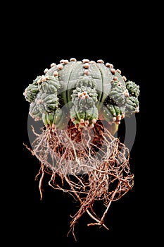 Bare root of astrophytum asterias cactus  with little pups