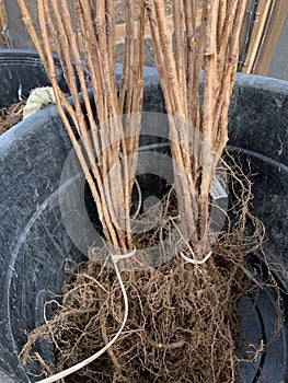 Bare root raspberry canes