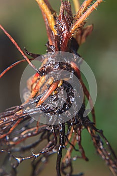 bare root strawberry plant