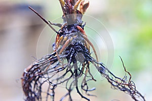 bare root strawberry plant