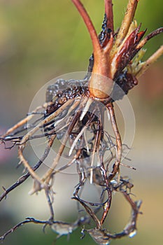 bare root strawberry plant