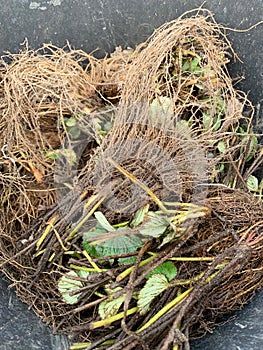 Bare root strawberry plants portrait