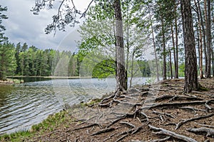 Bare root trees near the forest lake