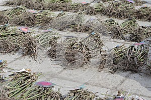 Bare roots of rose bushes at the farmers` market