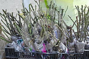 Bare roots of rose bushes at the farmers` market. Rose seedlings