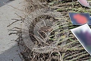 Bare roots of rose bushes at the farmers` market. Rose seedlings