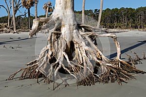 Bare roots of a tree exposed by significant beach erosion