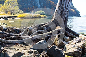 Bare roots of tree near the lake shore.