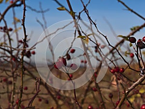 Bare rose hip (rosa rugosa) bush with thorny branches and beautiful red colored fruits in fall season.