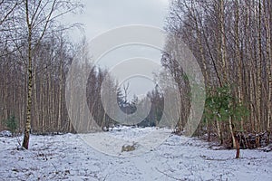 Bare silver birch forest landscape in the snow