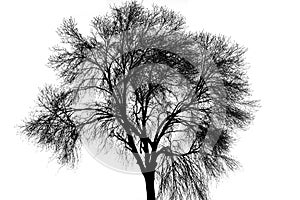 Bare single black color tree silhouette isolated on white background