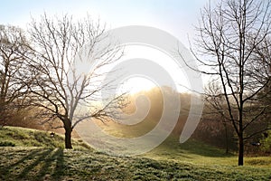 Bare Spring Oak Trees on A Foggy Morning Sunrise