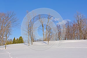 Bare and spruce trees in the snow