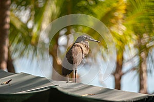 Bare-throated Tiger Heron