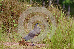 Bare-throated Tiger Heron  840034