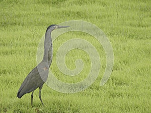 Bare-throated Tiger Heron (Adul) photo