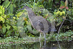 Bare-throated Tiger Heron Juvenile, Tigrisoma mexicanum