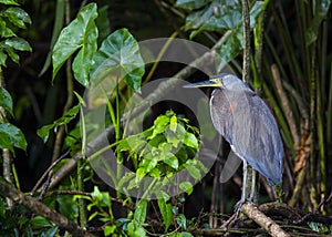 Bare-throated Tiger-Heron Tigrisoma mexicanum