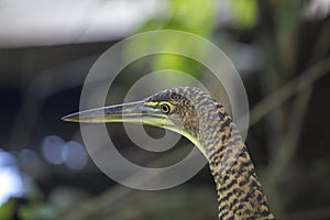 Bare-throated Tiger-Heron Tigrisoma mexicanum