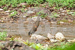 Bare-throated Tiger Heron Tigrisoma mexicanum