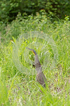 Bare-throated Tiger Heron Tigrisoma mexicanum