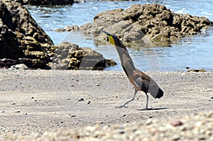 Bare-throated tiger heron (Tigrisoma mexicanum)