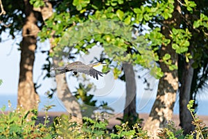 Bare-throated Tiger Heron & x28;Tigrisoma mexicanum& x29; in Costa Rica