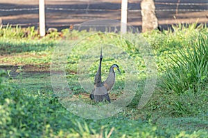 Bare-throated Tiger Heron & x28;Tigrisoma mexicanum& x29; in Costa Rica