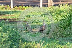 Bare-throated Tiger Heron & x28;Tigrisoma mexicanum& x29; in Costa Rica