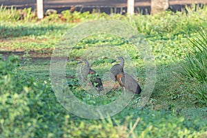 Bare-throated Tiger Heron (Tigrisoma mexicanum) in Costa Rica