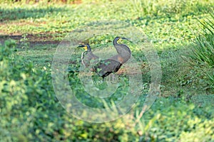 Bare-throated Tiger Heron (Tigrisoma mexicanum) in Costa Rica