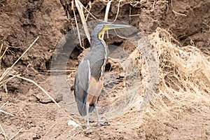 Bare-throated Tiger Heron & x28;Tigrisoma mexicanum& x29; in Costa Rica